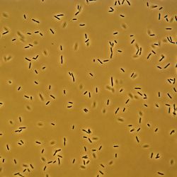 Flavobacterium flevense CYT Flavobacterium flevense CYT