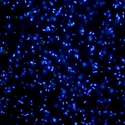 Pseudomonas fluorescens 8R2ACX Pseudomonas fluorescens 8R2ACX