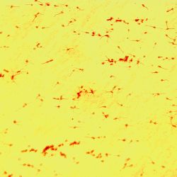 Erwinia carotovora Erwinia carotovora