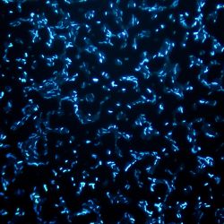 Pseudomonas fluorescens 8R2ACX Pseudomonas fluorescens 8R2ACX