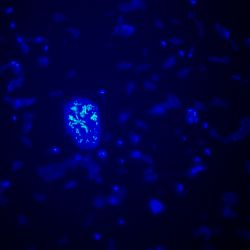 Pseudomonas fluorescens 8R2ACX Pseudomonas fluorescens 8R2ACX