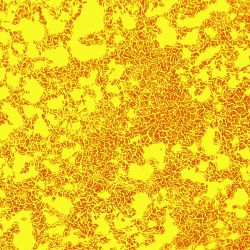 Shewanella baltica 2D57 Shewanella baltica 2D57