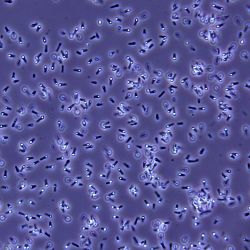 Bacillus sphaericus D30 Bacillus sphaericus D30