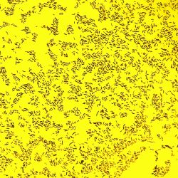 Shewanella putrefaciens BP6 Shewanella putrefaciens BP6