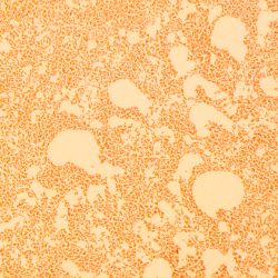 Pseudomonas stutzeri 2C47 Pseudomonas stutzeri 2C47