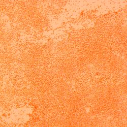 Pseudomonas stutzeri 2A54 Pseudomonas stutzeri 2A54