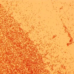 Pseudomonas putida 2B29 Pseudomonas putida 2B29