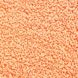 Acinetobacter johnsonii D14 Acinetobacter johnsonii D14