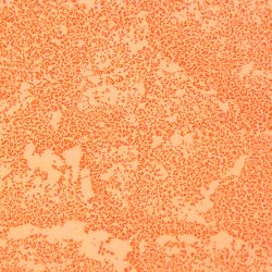 Pseudomonas putida C14 Pseudomonas putida C14