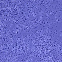 Bacillus licheniformis Labp Bacillus licheniformis Labp