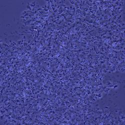 Bacillus licheniformis Labp Bacillus licheniformis Labp