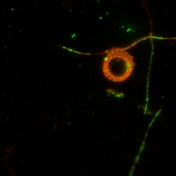 Bacteria from river water Bacteria from river water