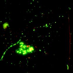 Bacteria from river water Bacteria from river water