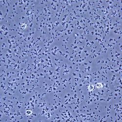 Pseudomonas fluorescens 10R2ACX Pseudomonas fluorescens 10R2ACX