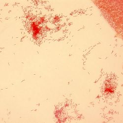 Pseudomonas stutzeri 2A23 Pseudomonas stutzeri 2A23