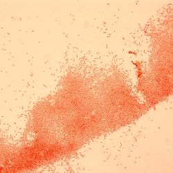 Pseudomonas stutzeri 2A40 Pseudomonas stutzeri 2A40