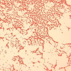 Acinetobacter junii CN1b Acinetobacter junii CN1b