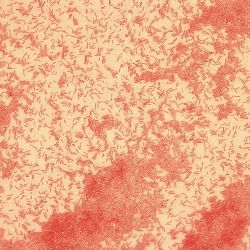 Pseudomonas putida 2A60 Pseudomonas putida 2A60