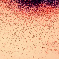 Pseudomonas stutzeri 2Aphe4 Pseudomonas stutzeri 2Aphe4