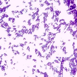 Pseudomonas fluorescens Pseudomonas fluorescens